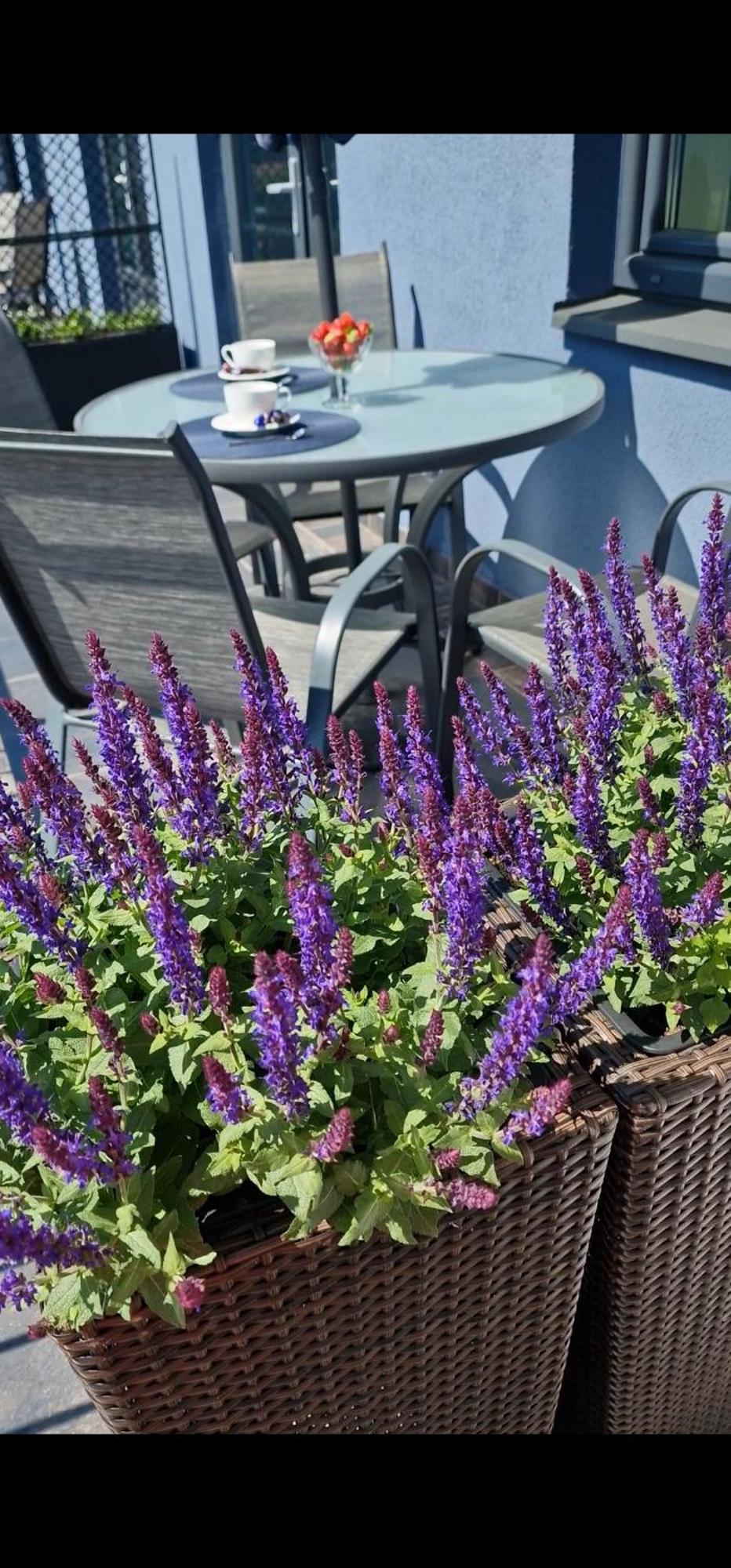 Palanga Inn 客房 照片